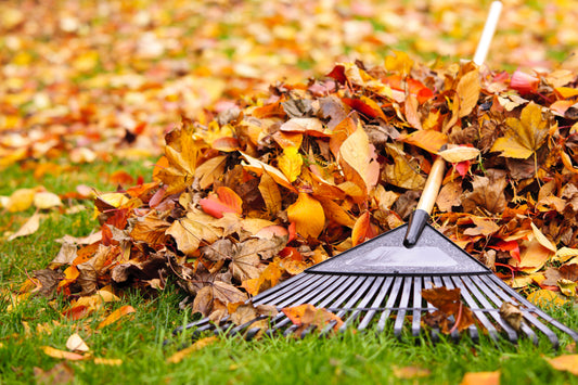 Yard cleanup