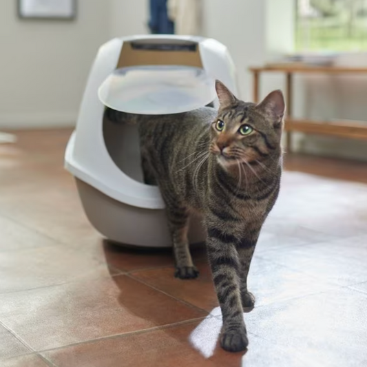 Clean litter box (add-on)